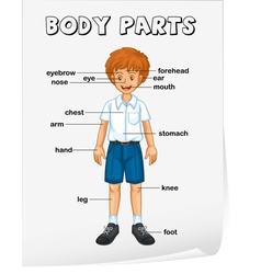 Từ vựng tiếng anh chủ đề cơ thể