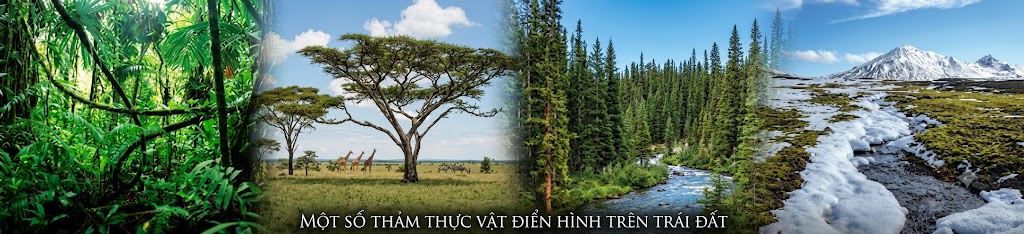 [Hình 2. Một số thảm thực vật trên lục địa (a) Rừng mưa nhiệt đới ở Trung Mỹ; b) Xa van ở châu Phi; c) Rừng lá kim ở châu Âu; d) Đài nguyên ở vùng cực)]