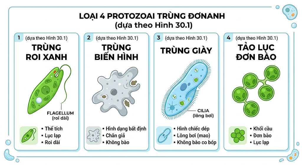 Hình minh họa một số nguyên sinh vật. Gồm: Trùng roi xanh (màu xanh lá, có roi dài), Trùng biến hình (màu xám nhạt, hình thù bất định), Trùng giày (màu xanh dương nhạt, hình chiếc dép có lông bơi xung quanh), và Tảo lục đơn bào (các khối cầu màu xanh lục).