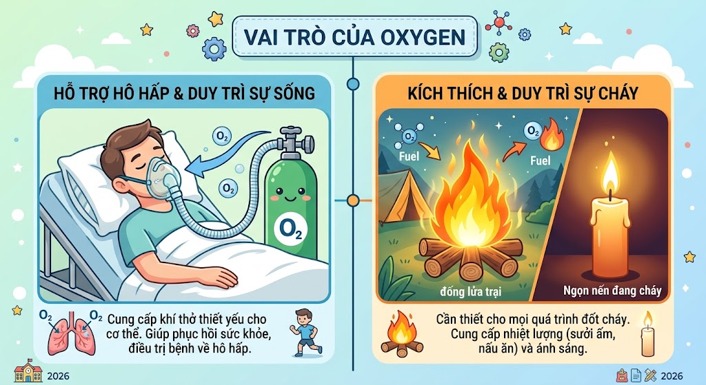 Ảnh mô tả vai trò của Oxygen.