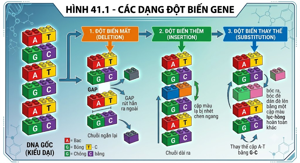 Hình 41.1 - Các dạng đột biến gene