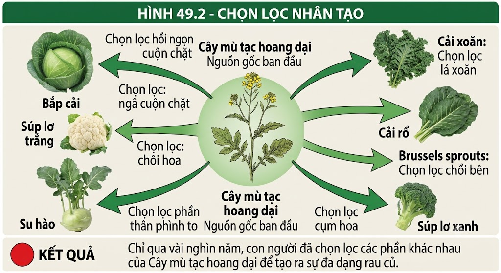 Hình 49.2 - Chọn lọc nhân tạo