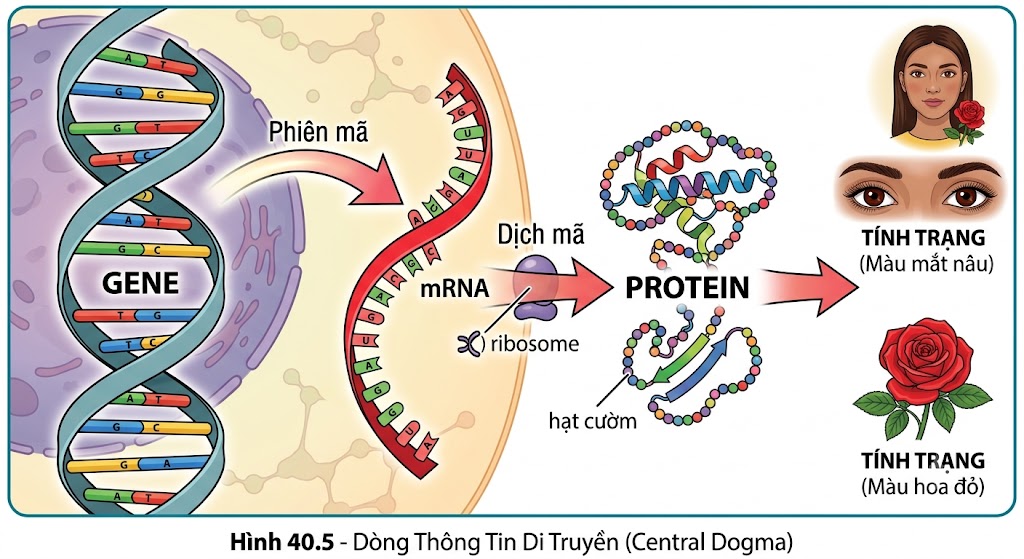 Hình 40.5 - Dòng thông tin di truyền (Central Dogma)