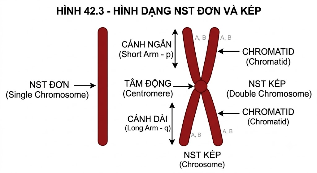 Hình 42.3 - Hình dạng NST đơn và kép
