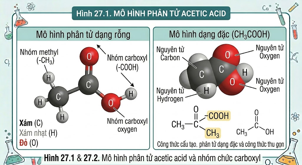 Hình 27.1 & 27.2 - Mô hình phân tử Acetic acid