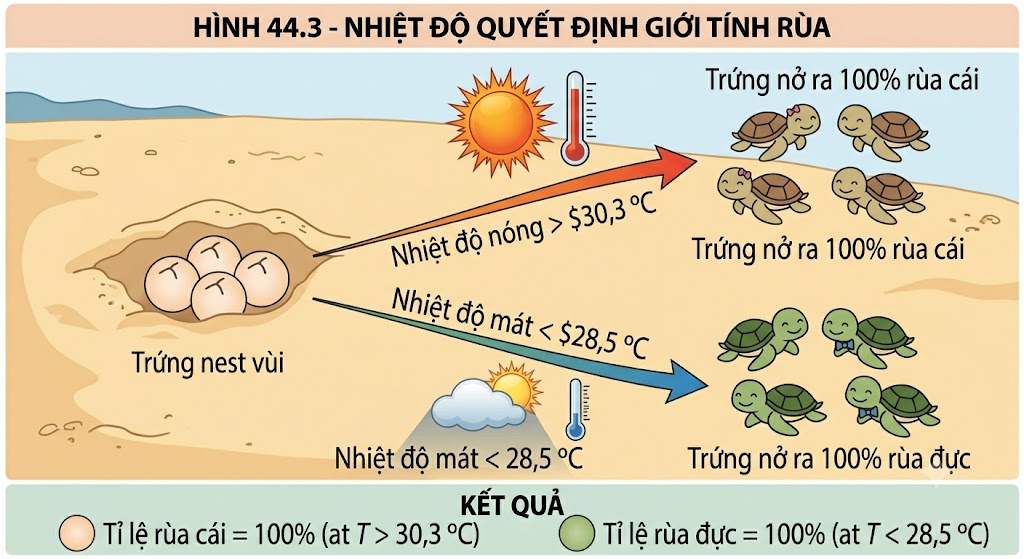 Hình 44.3 - Nhiệt độ quyết định giới tính rùa
