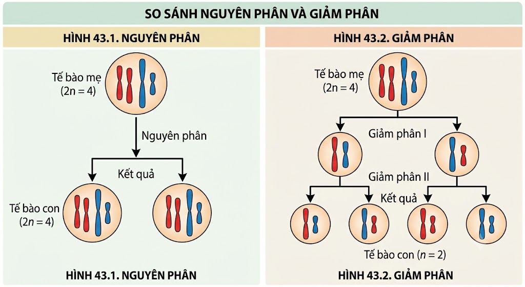 Hình 43.1 & 43.2 - So sánh Nguyên phân và Giảm phân