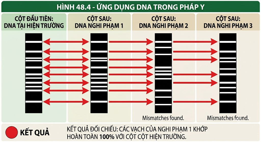 Hình 48.4 - Ứng dụng DNA trong pháp y