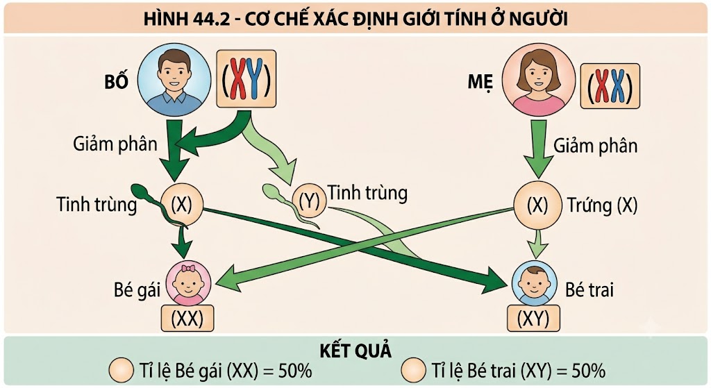 Hình 44.2 - Cơ chế xác định giới tính ở người